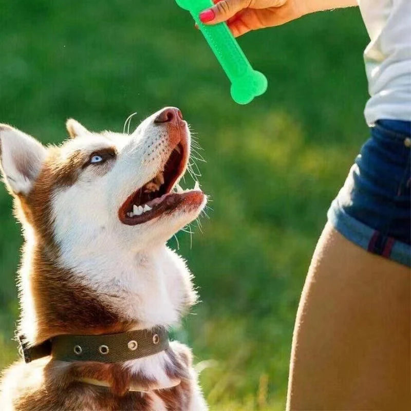 Rubber Bone Dog Chew Toy & Toothbrush